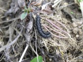 Larva, západní Čechy. Foto M. Konvička