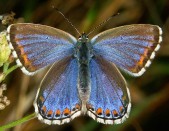 Samice f. ceronus, Blansko, 2005. Foto M. Koupý