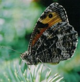 Samice, Jizerské hory, 2004. Foto L. Říčánek