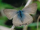 Samec, Madeira, 2004. Foto L. Říčánek