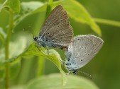 Kopulace, Bílé Karpaty, 2007. Foto M. Vojtíšek