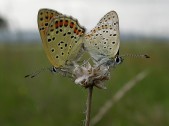 Kopulace, vlevo samice. Foto M. Hrouzek