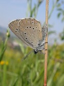 Samec. Foto M. Hrouzek