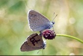 Kopulace. Foto V. Vrabec