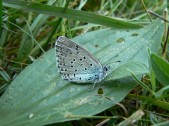 Samice, Morava, 2007. Foto J. Beneš