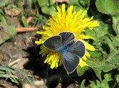 Samice, severní Čechy, 2006. Foto M. Chvátil