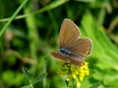 Samice, severní Čechy, 2007. Foto M. Chvátil