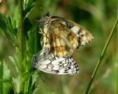Kopulace, nahoře samice, severní Čechy, 2006. Foto M. Chvátil