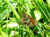 Samice, Čechy, 2007. Foto M. Chvátil