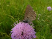 Samice, Morava, 2005. Foto D. Novotný