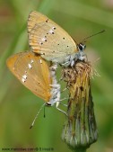Kopulace, samice dole, Rýmařovsko, 2005. Foto S. Krejčík