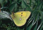 Samec, Bílé Karpaty, 2004. Foto J. Růžička