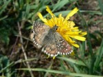 Samice, Českomoravská vysočina, 2007. Foto P. Vrba