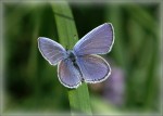Samec, okolí Břeclavi, duben 2011. Foto D. Breiter