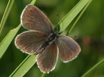 Samice, jižní Morava, okolí Břeclavi, 5.2011. Foto M. Vojtíšek