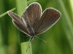 Samice, jižní Morava, okolí Břeclavi, 5.2011. Foto M. Vojtíšek