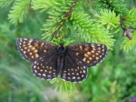 Samice, Českomoravská vysočina, červen 2012. Foto P. Chytra