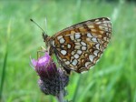 Samice, Českomoravská vysočina, červen 2012. Foto P. Chytra