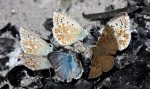 Samci, vpravo samec Erynnis tages, střední Čechy, Karlštejnsko, 2011. Foto P. Bílek