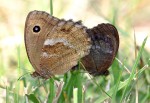 Kopulace, vlevo samice, Čechy, střední Polabí, 2009. Foto T. Bílek