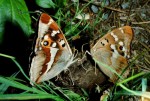 Vlevo Apatura iris, vpravo A. ilia, střední Čechy, Sedlčansko, 1996. Foto P. Bílek