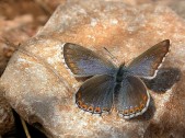 Samice, forma ceronus, Slovensko. Foto M. Hrouzek