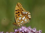 samec, Pouzdřany, 19.7.2014. Foto V.Hotárek