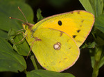 Samec, Březí u Mikulova, 29.9.2014. Foto V. Hotárek