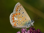 Samice, Hustopečsko, 19.7.2014. Foto V. Hotárek