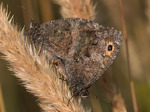 Kopulace,Pouzdřany,8.8.2015.Foto V.Hotárek