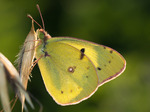 Samec,forma typica,Ostopovice,31.8.2015.Foto V.Hotárek
