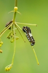 Larva v raném instaru, Brněnsko, 2014. Foto M. Petrová