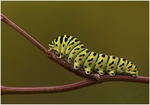 Larva v posledním instaru, 2014. Foto D. Stříbrná