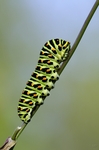 Larva v posledním instaru, Brněnsko 2014. Foto M. Petrová