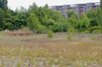 Biotop antropogenního charakteru, nákladové nádraží Praha - Žižkov, 2015. Foto J. Knížek