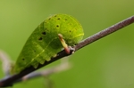 Larva, Hustopečsko, 2010. Foto M. Petrová