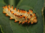 Larva, Hrušovansko, 2011. Foto M. Vojtíšek