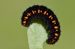 Dospělá larva, Štramberk, 2013. Foto D. Černoch