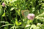Bílé Karpaty, Vyškovec, 10.6.2014. Foto D. Hachlová