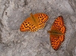 Vlevo samec Argynnis laodice, vpravo samec A. aglaja, Slovensko, Slanské vrchy, 2007. Foto M. Hrouzek