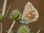 Aberace, samec, Morava, Jamolice, 8.2013. Foto M. Vojtíšek