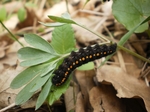 Larva na dymnivce, Morava, Břeclavsko, 4.2010, Foto P. Vlašánek