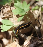 Larva na dymnivce, Morava, Břeclavsko, 4.2010. A. Bartoňová