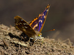 Samec, Pálava, srpen 2011, částečná 2. generace. Foto J. Chalupská