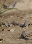 Agregace samců, východní Čechy 2012. Foto D. Breiter