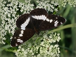 Česká Skalice, 2011. Foto M. Novák