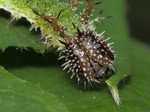 Larva, Český Kras, 2014. Foto M. Vojtíšek