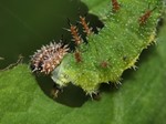 Larva, Český kras, 2014. Foto M. Vojtíšek