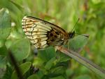 Extrémní forma, Šumava, Přední Výtoň, 5.7.2014. Foto J. Kolovratník
