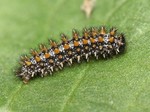 Larva, Český kras, 5.2014. Foto M. Vojtíšek